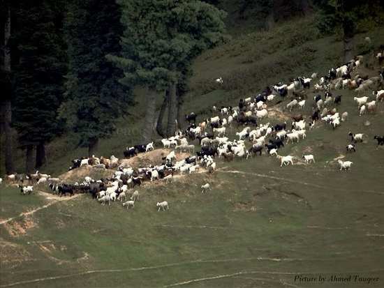 peacewatchkashmirgallery29112012 (8).jpg